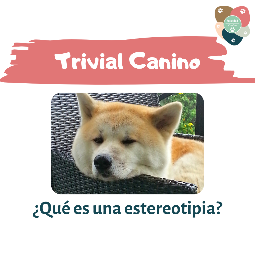 Nevada morfina Espectacular Trivial Canino: ¿Qué es una estereotipia? – Felicidad Canina